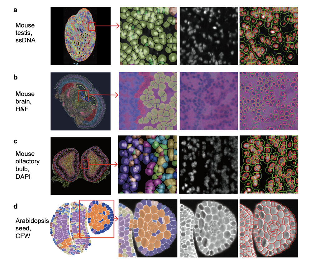 Examples of cell segmentation results using CellBin